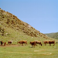 kZm「AMANOJAKU feat. JUMADIBA」配信ジャケット