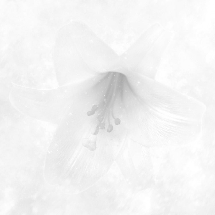 RAY「White」ジャケット