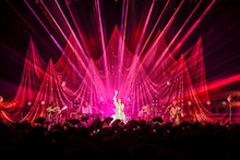 女王蜂（撮影：森好弘）