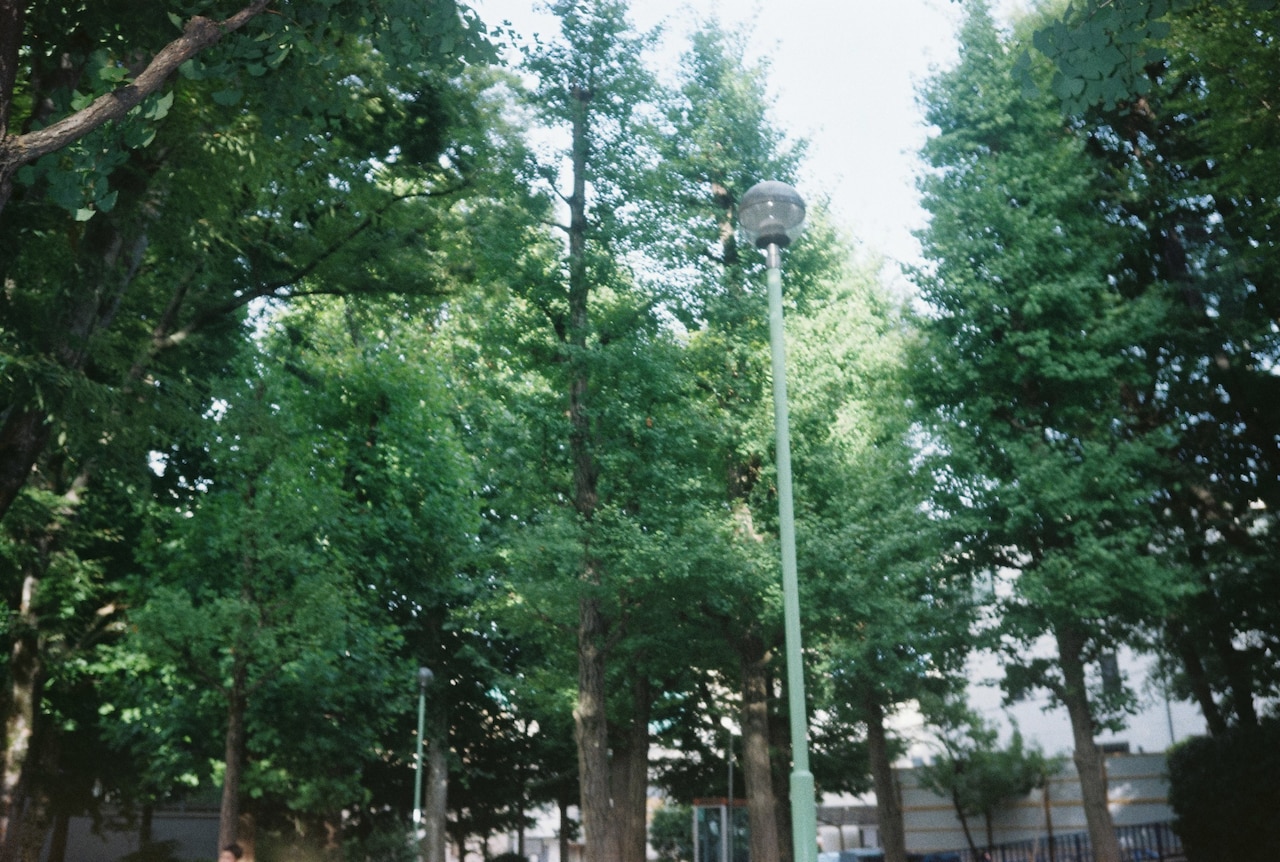 竹早公園内の、よく座っていたというベンチから見た景色。