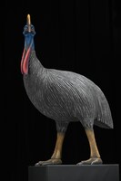 バルーンから現れたヒクイドリ。