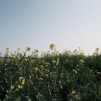 ざらばんし「SELF」ジャケット