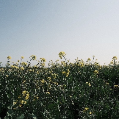 ざらばんし「SELF」ジャケット