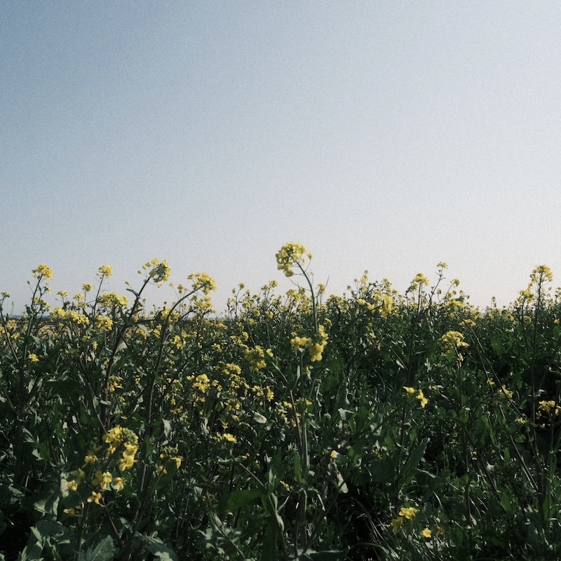 ざらばんし「SELF」ジャケット