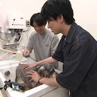 横山裕が相葉雅紀と保護犬トリミング「早くこの2匹を身軽に、きれいにしてあげたい」