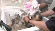 「嗚呼!!みんなの動物園2時間スペシャル」より。©日本テレビ