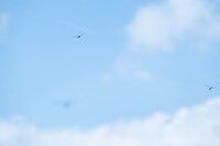 トンボの群れ。