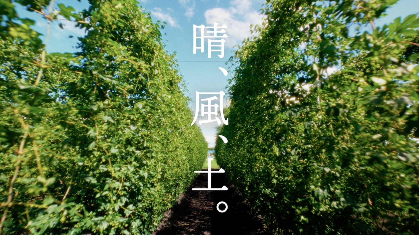 「キリンビール 晴れ風」新テレビCMより。