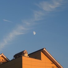 高野寛「青い鳥飛んだ EP」配信ジャケット