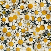 NakamuraEmi「デイジー」配信ジャケット