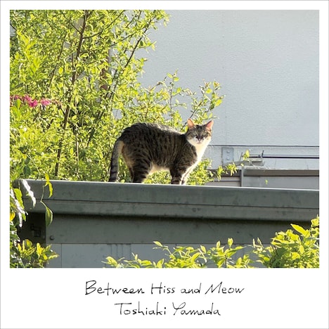 山田稔明「シャーとニャーのはざまで」ジャケット