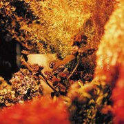 EVERLONG「消える灯」ジャケット