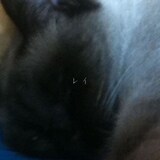 カラノア「レイ」配信ジャケット