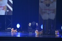 ATEEZからの救出を待つ柴犬のぬいぐるみたち。