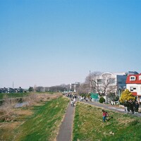 関取花「わたしのねがい」配信ジャケット