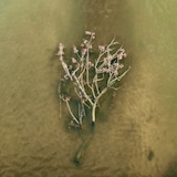 フリージアン「体温」ジャケット