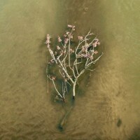 フリージアン「体温」ジャケット