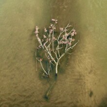 フリージアン「体温」ジャケット