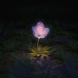 Aile The Shota「月見想(Prod. 蔦谷好位置)」配信ジャケット
