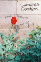 Grandma's Garden「Sweet Dystopian Daydreams」ジャケット