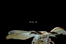 Tele Tour 2025 – 2026「蟲」キービジュアル