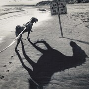 WANIMA「Off-Leash」配信ジャケット