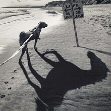 WANIMA「Off-Leash」配信ジャケット