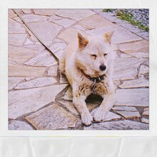 マカロニえんぴつ「ハナ」ジャケット