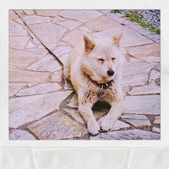 マカロニえんぴつ、犬の日に「みんなのうた」楽曲リリース