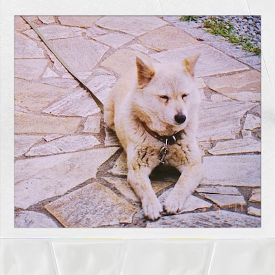 マカロニえんぴつ「ハナ」ジャケット