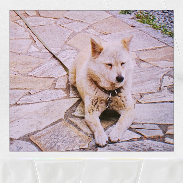 マカロニえんぴつ「ハナ」ジャケット