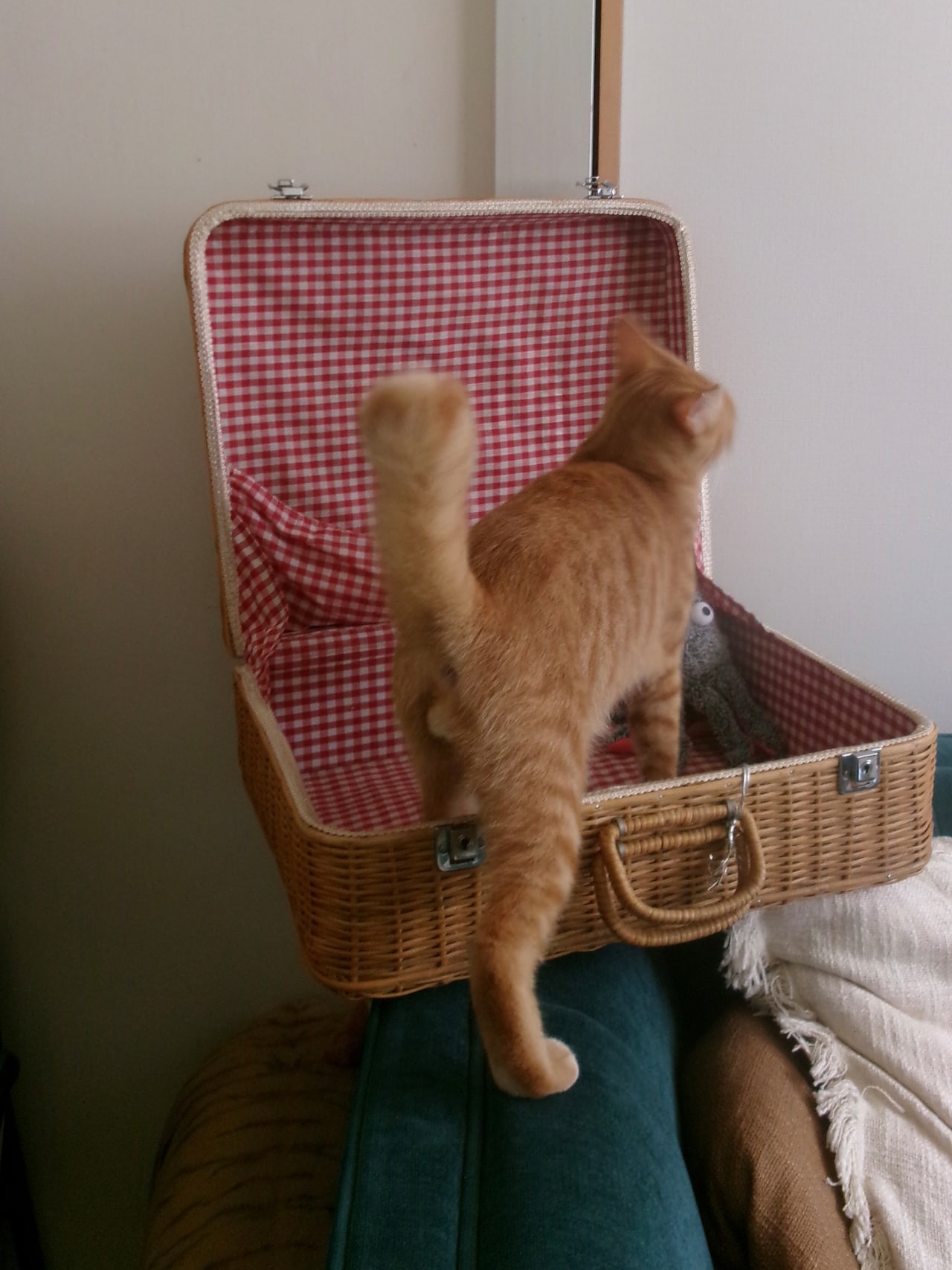 バスケットに入ってどこに行くの？