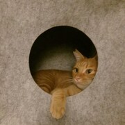 どこを見ているの？