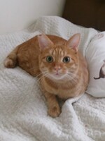 原田美桜（猫戦）の愛猫。