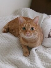 原田美桜（猫戦）の愛猫。