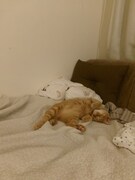 ベッドでまったりするCちゃん。