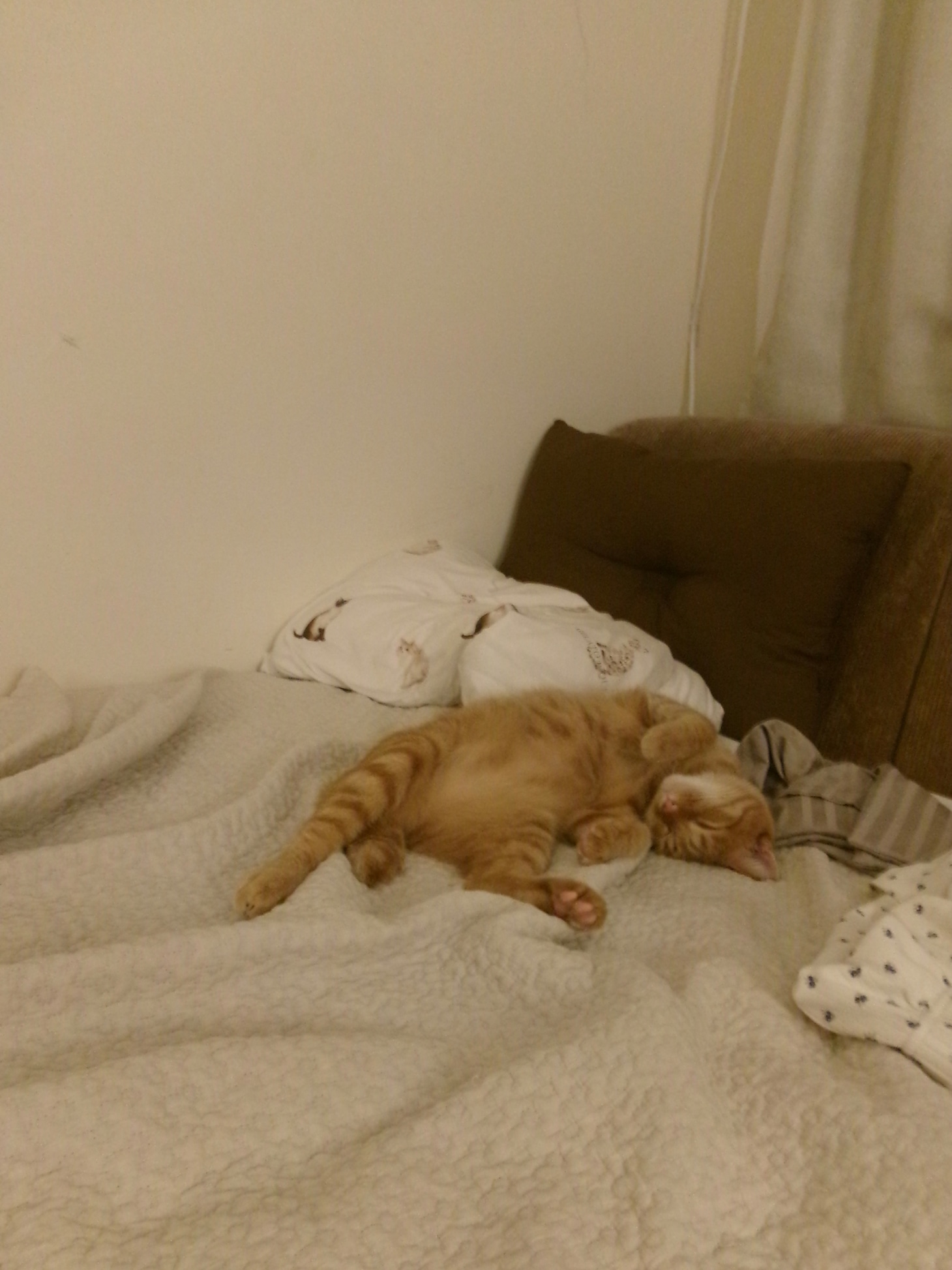 ベッドでまったりするCちゃん。