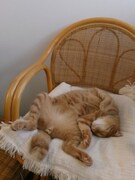 ヘソ天もしちゃう。