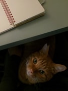 机の下から……。