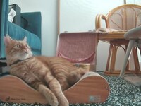 爪研ぎベッドの上でまったり。