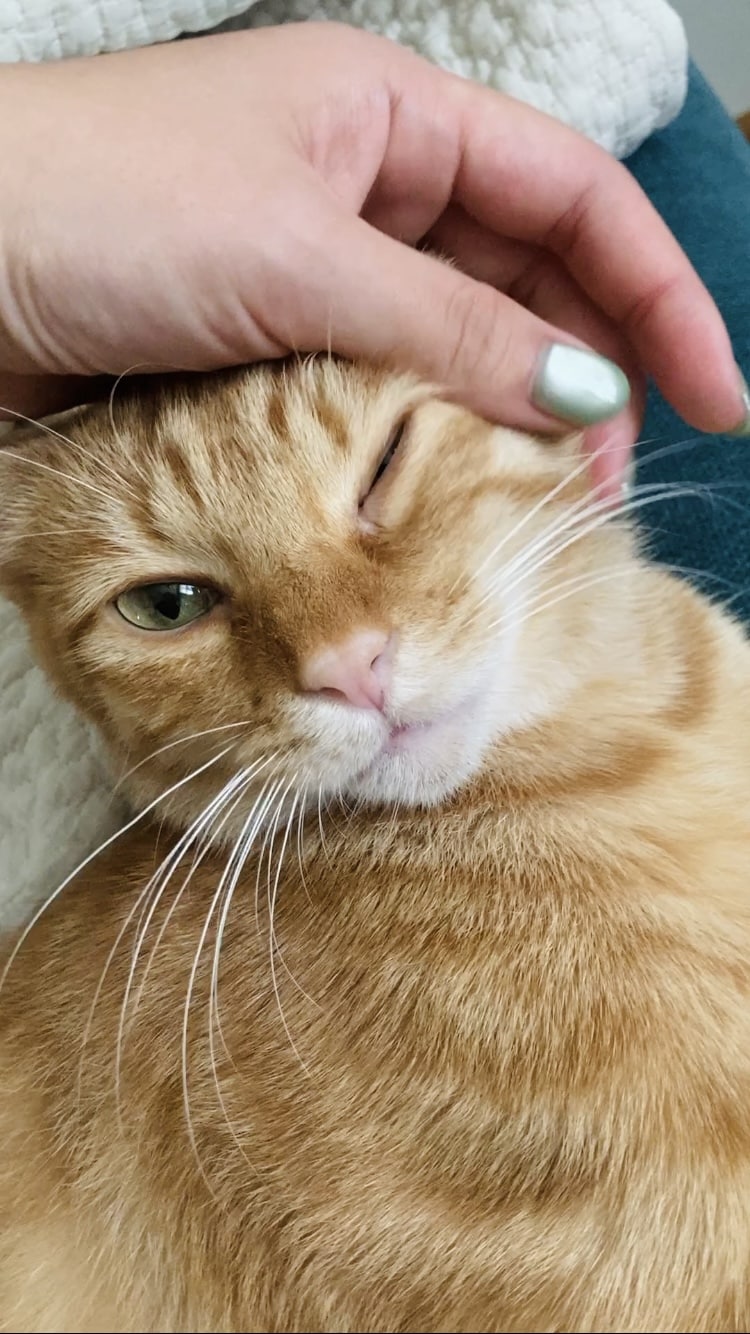 なでられるとこんな顔も。