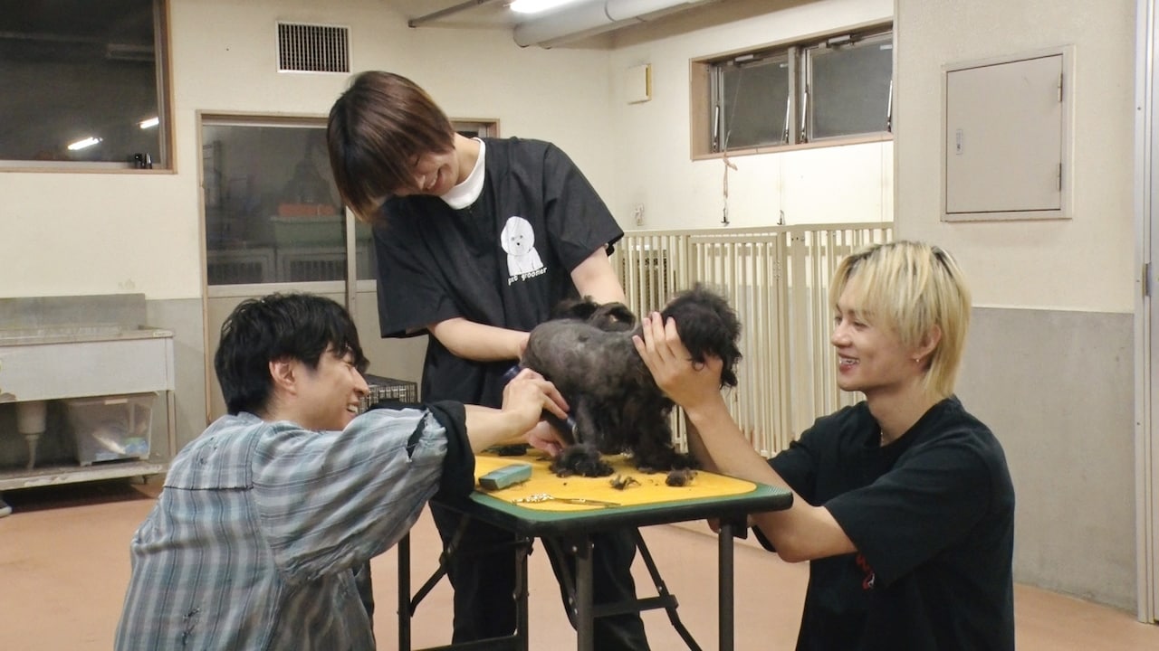 保護犬をトリミングする相葉雅紀（左）と佐野勇斗（右）。©日本テレビ