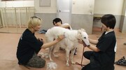 佐野勇斗が保護犬2匹に相葉雅紀を紹介「芸能界で一番優しい人だよ」