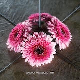 山本彩「共鳴」配信ジャケット