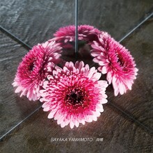 山本彩「共鳴」配信ジャケット