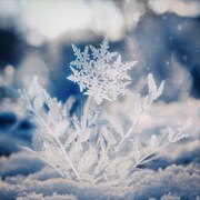 Aile The Shota｢ハナユキ｣配信ジャケット