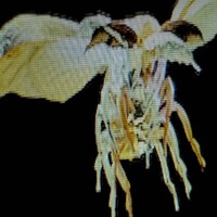 Tele「蟲」配信ジャケット