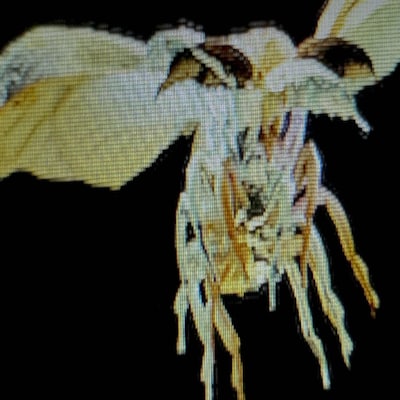 Tele「蟲」配信ジャケット