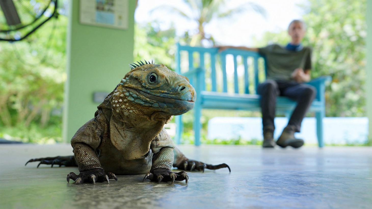 「ダーウィンが来た！『奇跡！逆転！仰天！ “絶滅”からの復活劇スペシャル』」より。（写真提供：NHK）