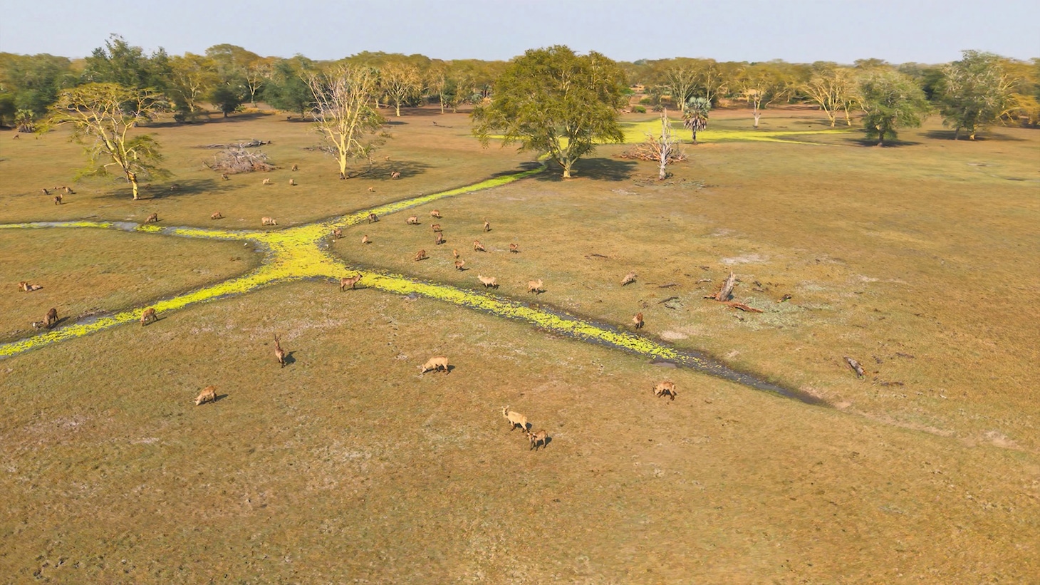 「ダーウィンが来た！『奇跡！逆転！仰天！ “絶滅”からの復活劇スペシャル』」より。（写真提供：NHK）